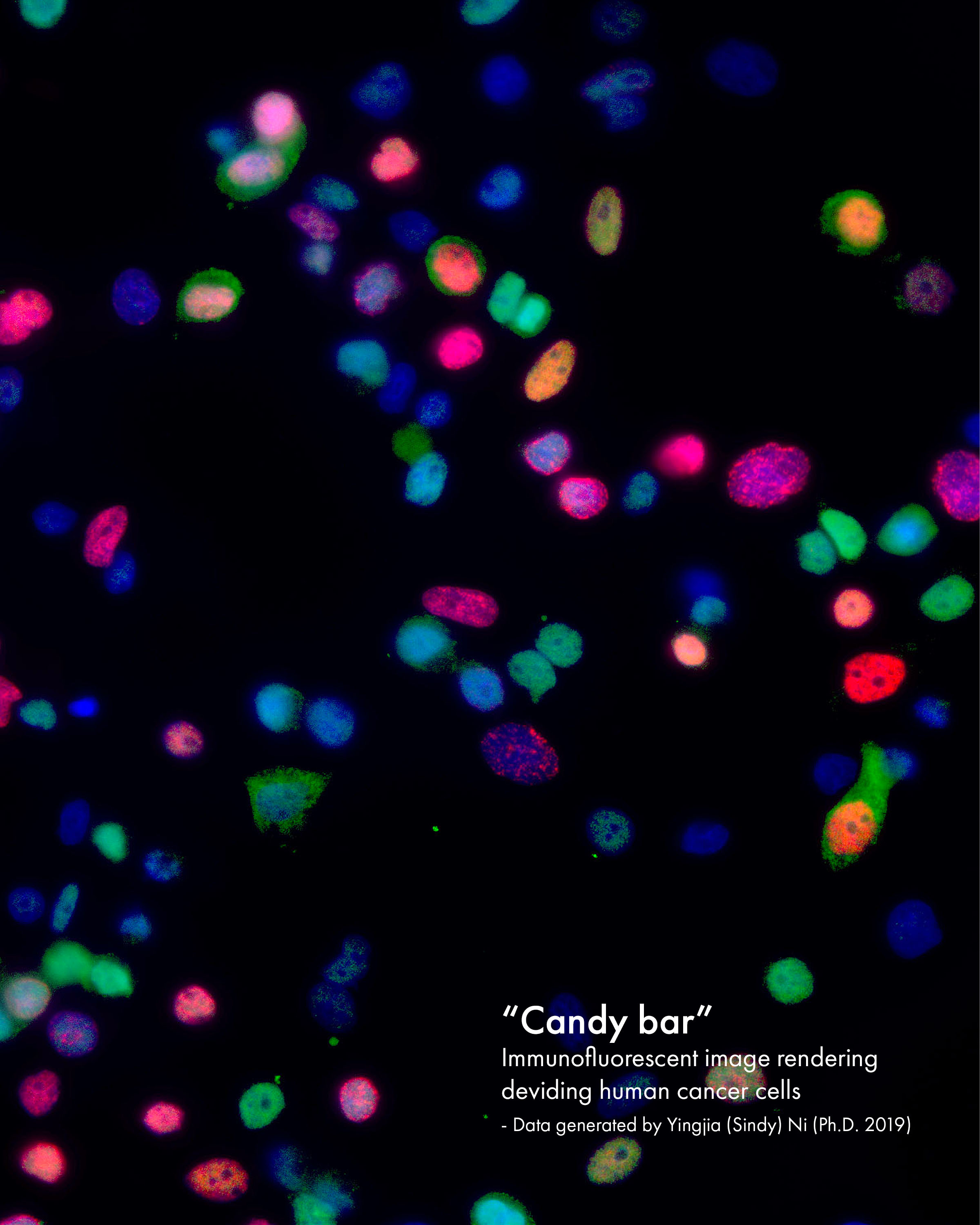 Kaleidoscope of the Cell