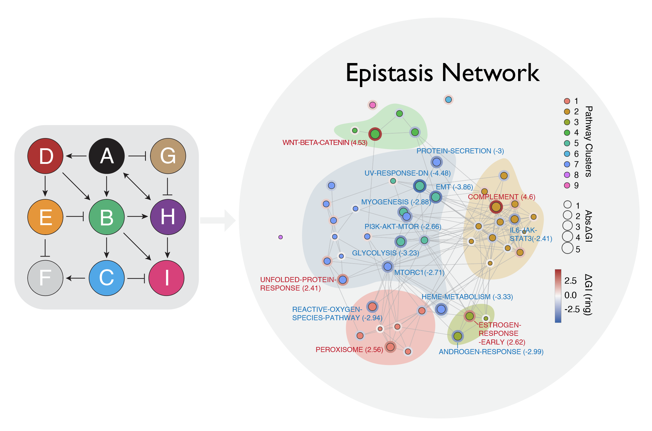 Epistasis Network Mapping